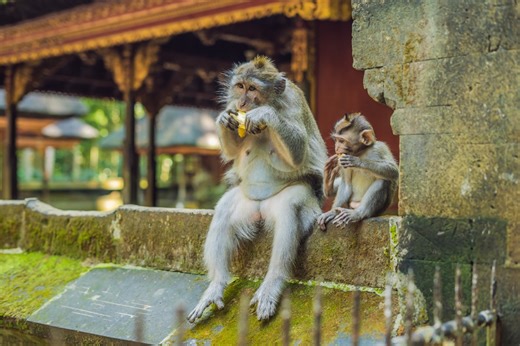 Meet the clever monkeys running a sophisticated theft ring in Bali