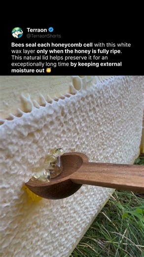 Why Do Bees Seal Their Honey Like This? 🍯
