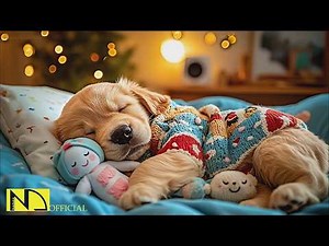 24 Hours Of Dog Calming Music 🐶💖 Healing Dog Sleep Music🧸Relaxation for Dogs ❄️ No Ads