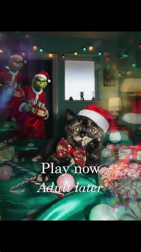 You heard it from miss Toasty Bean herself, it must be upheld! #​relax #​trending #​cat #​christmas #​viral #BauduccoLover #Lemon8 #trending #cat #viral