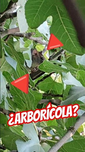 ¿Por qué las RATAS suben a los ÁRBOLES?