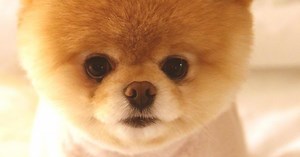 Top 10 Lap Dogs | Articles on WatchMojo.com