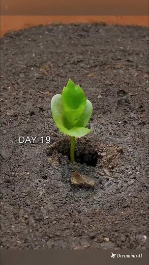 From Seed to Tree: Apple Tree Growth Time-lapse (99 Days) 🍎🌱