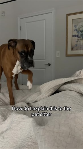 Princess Poppy on Instagram: "Guys, how do I tell the pet sitter about this non-negotiable night time routine 😭 #dogtok #dogroutine #spoileddog #fyp #boxerdog #dogmom #boxerdogfans #boxerdoglover #souldog #heartdog #boxerdogs #doggram #doglover #animallover #dognighttimeroutine"