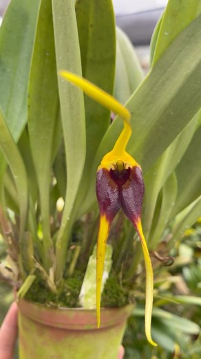 Introducing the exquisite Masdevallia pachysepala - a rare and beautiful orchid species that boasts stunning, vibrant blooms and intricate floral architecture. This fascinating plant is sure to awe any plant enthusiast with its distinct, thick and glossy leaf texture and unique flower shapes. • • #Masdevallia #Orchids #Flowers #Nature #FlowerPhotography #IndoorGardening #BeautifulBlossoms #RareOrchids #CharmingFlowers #ExoticPlants #GardenDesign #BotanicalBeauty #FlowerPower #OrchidLovers #Insta