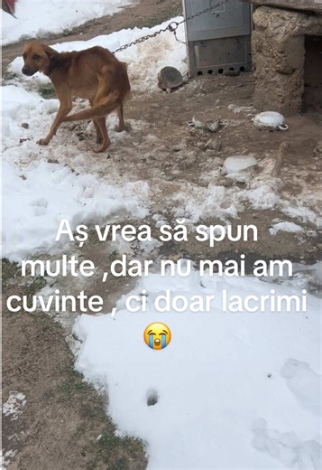 Astăzi e fără prea multe cuvinte …..astăzi doar va arăt o mică parte din acțiunile de salvare zilnice și din durerea pe care o trăiesc zi după zi! Astăzi poate din cei peste 20000 de urmăritori găsim măcar 1% care dorește să contribuie fie printr-un abonament , fie prin redirecționarea impozitului pe profit completând formularul 230 și care app e gratuit ! Un mic gest de-al vostru , înseamnă totul pt ei 🙏 https://formular230.ro/asociatia-luptand-salvam-o-viata