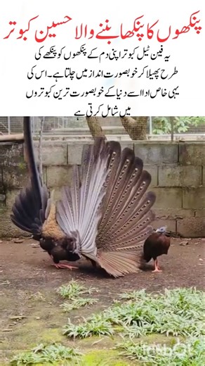 Fantail Pigeon – The Bird with a Fan-Shaped Tail#pigeon#naturefacts#wildlife#nature#shorts