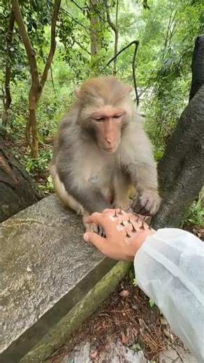 Monkey King Carefully Removing Thorns — Too Cute to Watch! 🐒❤️