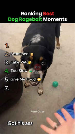 Ranking BEST DOG RAGEBAIT Moments! 🐶🤬