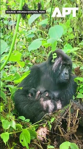 Endangered Mountain Gorilla Gives Birth to Rare Twins in Congo | APT