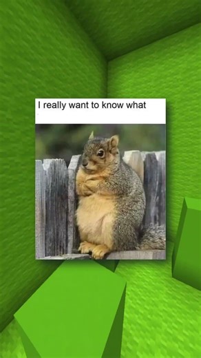 Squirrel Memes 🐿️