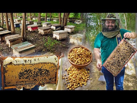 Honey Bee Farming In India