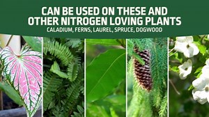 Expert Gardener Evergreen Tree and Shrub Plant Food, 16-4-8 Fertilizer, 4 lb.