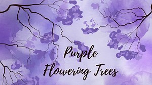 6 Purple Flowering Trees For Your Home - Mehrabyan Nursery