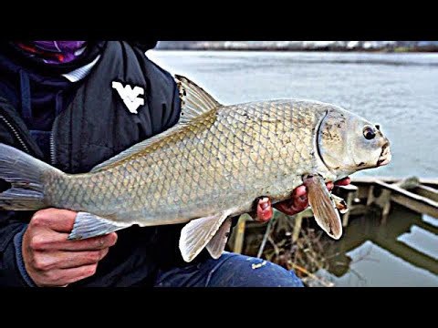 Winter Fishing for West Virginia Redfish - Epic Buffalo Carp & Drum Action