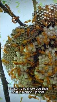 Yellow Paper Wasps | Nature’s Incredible Nest Builders