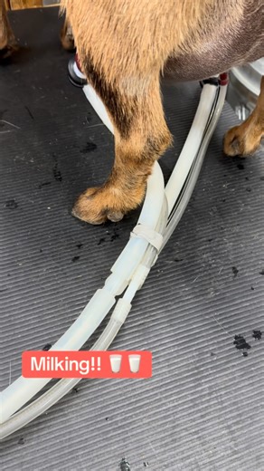 Knispel Farms on Instagram: "I love our Simple Pulse milking machine - it’s easy to use, easy to clean, and fun to watch the milk. It’s equipped to milk two at a time - we have everything set up for dual milking, I just haven’t jumped into it yet. However - next month milking 11, it might be time!! 😜🤣🐐🥛 #dairygoats #lifewithgoats #goatlife #milkproduction"