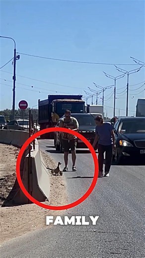 They helped the duck family to safety 😱🦆 #duck