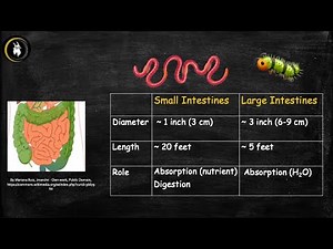Digestive Organs - Overview