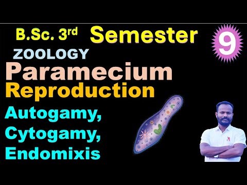 Paramecium 09 Reproduction 3: Autogamy, Cytogamy, Endomixis by Anand sir