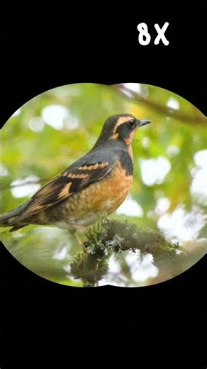 Binoculars 101 - EP. 2 - Magnification vs. Field of View