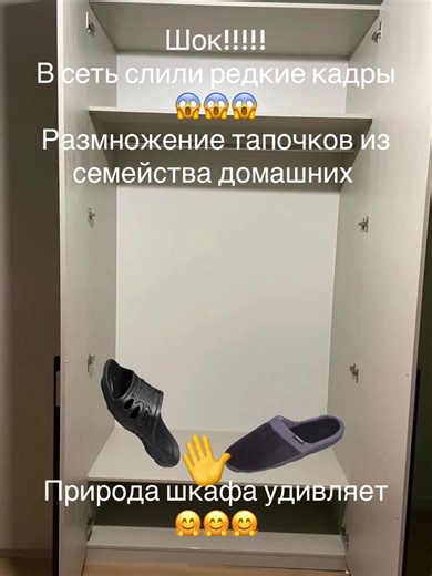 Rare Footage of House Slippers in Nature