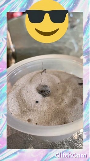 time-lapse of sand frog burrow itself (not toad)⛱🐸😝