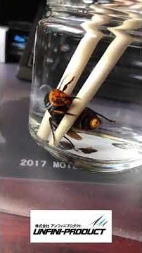 スズメバチを焼酎につけたらどうなる？【びっくり】