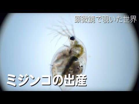 ミジンコ(Daphnia pulex)の出産 【生物顕微鏡】【淡水のプランクトン】