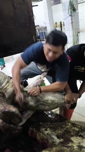 pisau hakim Blade full asahan manual di batu Alhamdulillah hasilnya jos gandos #satowell