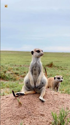 Meerkat sound