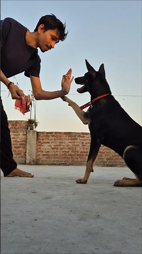 Teaching My Dog🐶 Tricks: The Funniest Moments Captured!