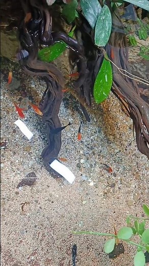 Molly Fish | Orange & Black Colour Molly | Fresh Water Fish #AToZDiscovery #marinebiology #shorts