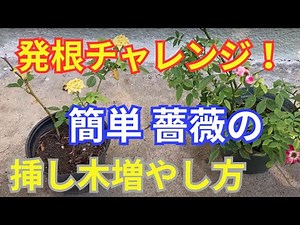 🌹簡単！薔薇の挿し木【増やし方】柳水で発根チャレンジ！