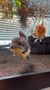 4.7K views · 113 reactions | This is my favorite standard aquarium for fancy goldfish. Very wide and open, gives the fish so much space to swim around in and so shallow and easy to look at from above. #fish #goldfish #aquarium #yuanbao #ranchu #fancygoldfishtank | Luke’s Goldies | Facebook