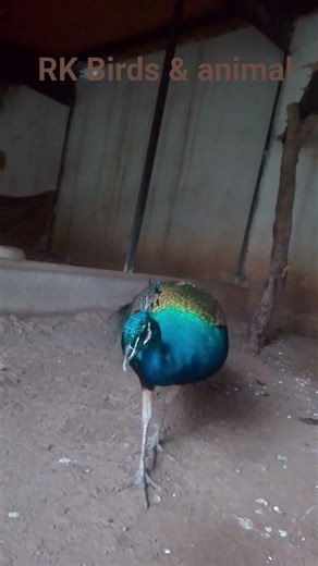 Beautiful Peacock 🦚✨ | Stunning Bird View | RK Birds & Animal | خوبصورت مور