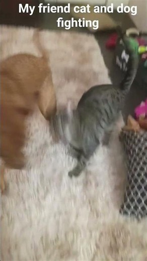 #cat #dog oliver tree