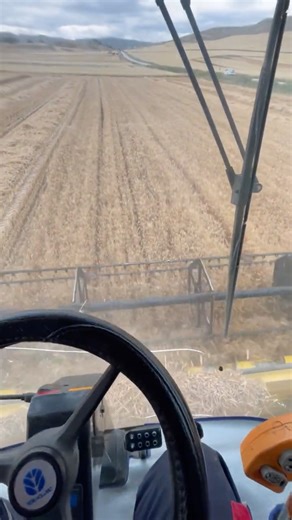 New Holland TC56 #biçerdöver#combineharvester #traktor #newholland #çiftçi #farmer #çiftlik