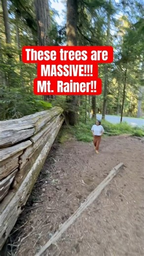 Twin Firs Loop: The Best Short Hike for Old-Growth Trees at Mt. Rainier!