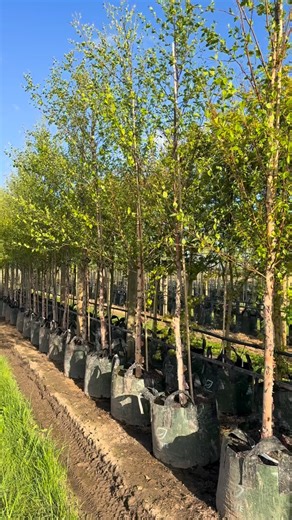 Evergreen Trees Direct on Instagram: "Want something unique that’s still super sleek? We LOVE the Betula nigra! Commonly known as the river birch, it’s a deciduous tree valued for its distinctive peeling bark, fine foliage, and strong seasonal interest. Its natural form adds texture and lightness to contemporary planting schemes. Native to North America, Betula nigra performs well in a wide range of conditions. It’s a resilient, fast-growing species that adapts comfortably to both urban and rura