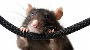 Best Toys for Pet Rats