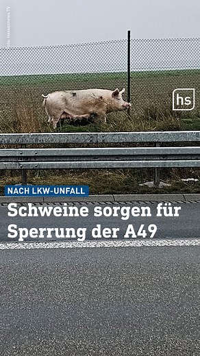 🐷 Der Fahrer des Tiertransporters war mit den Schweinen auf dem Weg zum Schlachthof. Am frühen Dienstagmorgen verlor er zwischen Schwalmstadt und Neuental (Schwalm-Eder) die Kontrolle über den Lkw. Das Fahrzeug rutschte in einen Graben und kippte um. Der Fahrer blieb unverletzt. Einige Schweine konnten sich dabei befreien und rannten über die Fahrbahn, wie die Polizei berichtete. Die Autobahn wurde voll gesperrt, Staus waren die Folge. | hessenschau