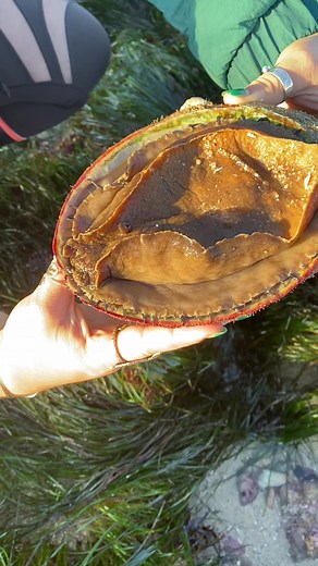 Discovering the Hidden World of Limpets, Abalones, and Chitons