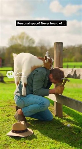 Goat Attacks Farmer! 😂🐐 #shortsvideo