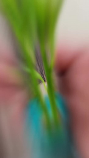 lime grafting technique #plantpropagation .#gardening #graftingtactick #plantgrafting #fruittree #graftingtechniques