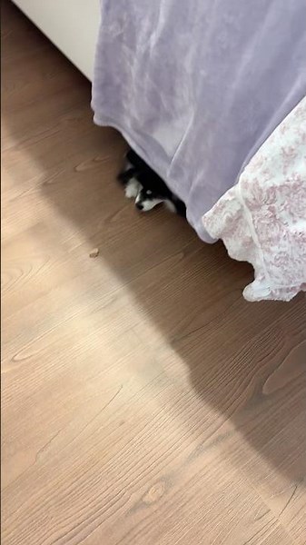 Scouts new favorite spot to hide is under my bed so she can get treats😭😭…