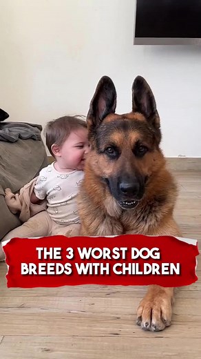 3 Worst Dog Breeds for Children Revealed!