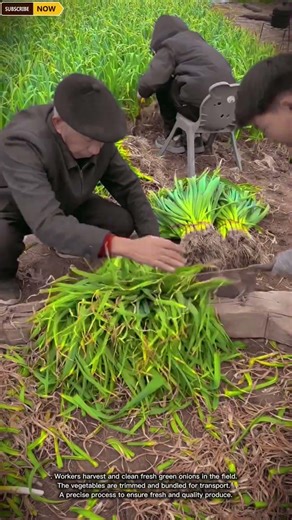 Efficient & Clean Vegetable Harvesting Process for Cutting and Preparing Green Onions in Farm Fields