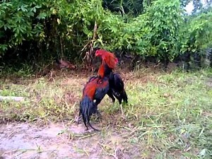 ayam bangkok Di adu
