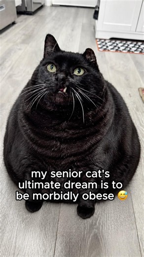 how I ruin my cat’s dreams of being morbidly ￼obese #cats #adventurecat #cattraining #catlife #funny